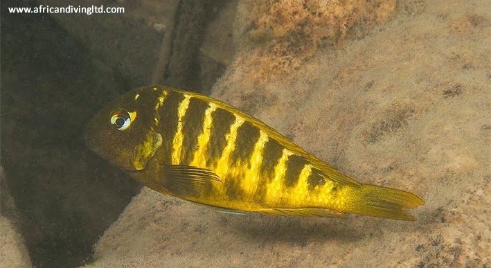 Tropheus sp. 'kaiser' hybrids